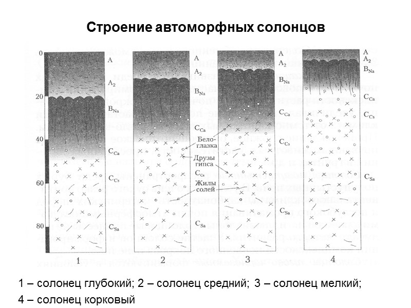 Строение автоморфных солонцов 1 – солонец глубокий; 2 – солонец средний; 3 – солонец